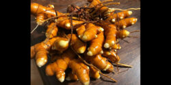 Freshly Harvested Turmeric